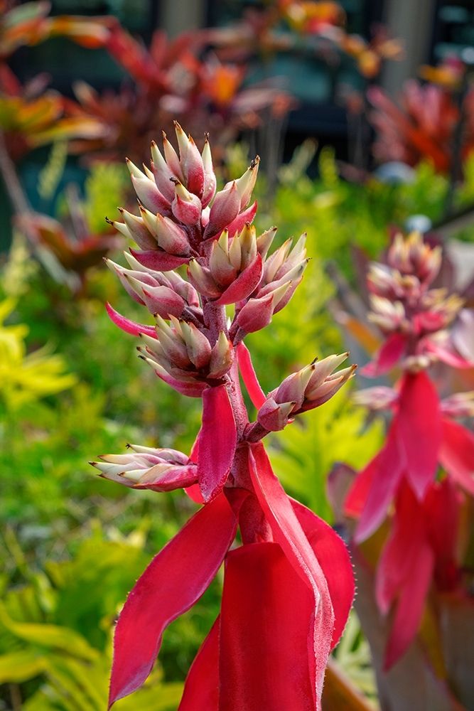 Flowering Aechmea plant